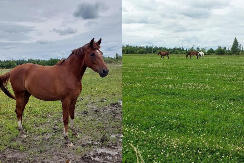 Фермер против системы или как хозяйство оказалось вне закона 